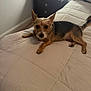dog, bed, quilt, small_dog, pet, indoor, furniture, nightstand, ears, brown, black, fur, animal, cute, relaxed, looking_at_camera, home, resting, comfort, domestic