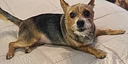 Lovee is registered to the contest to win money with this photo: dog, pet, bed, indoor, small_dog, fur, animal, cute, lying_down, looking_up, ears, whiskers, tail, brown, black, tan, cozy, comfortable, domestic, companion
