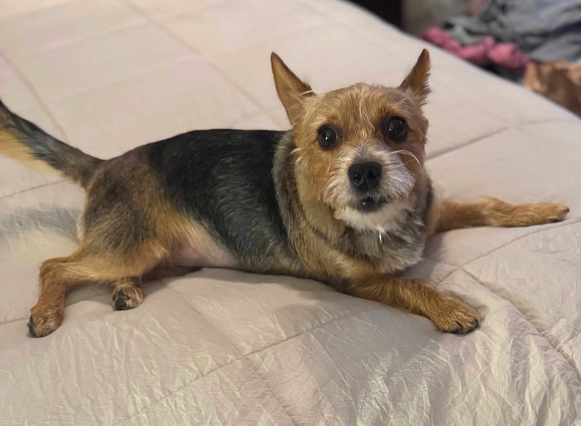 Lovee is registered to the contest to win money with this photo: dog, pet, bed, indoor, small_dog, fur, animal, cute, lying_down, looking_up, ears, whiskers, tail, brown, black, tan, cozy, comfortable, domestic, companion
