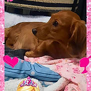 Olive is registered to the contest to win money with this photo: animal, baby, barbie, canine, clothing, dog, doll, envelope, face, figurine, greetingcard, head, homedecor, mail, person, pet, photography, portrait, puppy, toy