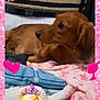 animal, baby, barbie, canine, clothing, dog, doll, envelope, face, figurine, greetingcard, head, homedecor, mail, person, pet, photography, portrait, puppy, toy