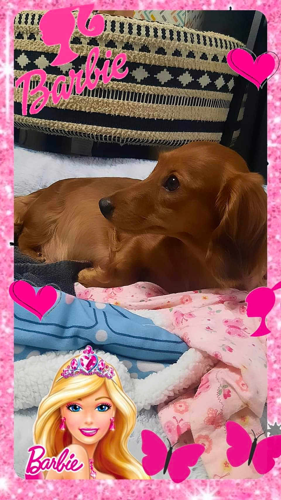 Olive is registered to the contest to win money with this photo: animal, baby, barbie, canine, clothing, dog, doll, envelope, face, figurine, greetingcard, head, homedecor, mail, person, pet, photography, portrait, puppy, toy