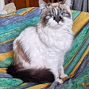 Bella participe au concours pour gagner de l'argent avec cette photo : cat, fluffy, long_hair, blue_eyes, white_fur, gray_fur, brown_fur, tabby, pet, animal, portrait, sitting, bed, bedspread, bedroom, indoors, whiskers, pointed_ears, tail, close_up