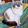 cat, fluffy, long_hair, blue_eyes, white_fur, gray_fur, brown_fur, tabby, pet, animal, portrait, sitting, bed, bedspread, bedroom, indoors, whiskers, pointed_ears, tail, close_up