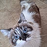 Bella participe au concours pour gagner de l'argent avec cette photo : cat, fluffy, long_hair, blue_eyes, whiskers, pointed_ears, white_fur, brown_fur, gray_fur, bicolor, pet, animal, portrait, looking_up, indoor, tile_floor, tail, close_up, cute, photography