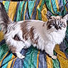 Bella participe au concours pour gagner de l'argent avec cette photo : cat, fluffy_cat, long_hair, blue_eyes, colorpoint, gray_markings, white_fur, striped_blanket, bed, indoors, pet, animal, portrait, standing, tail, whiskers, ears, cozy, colorful, photography