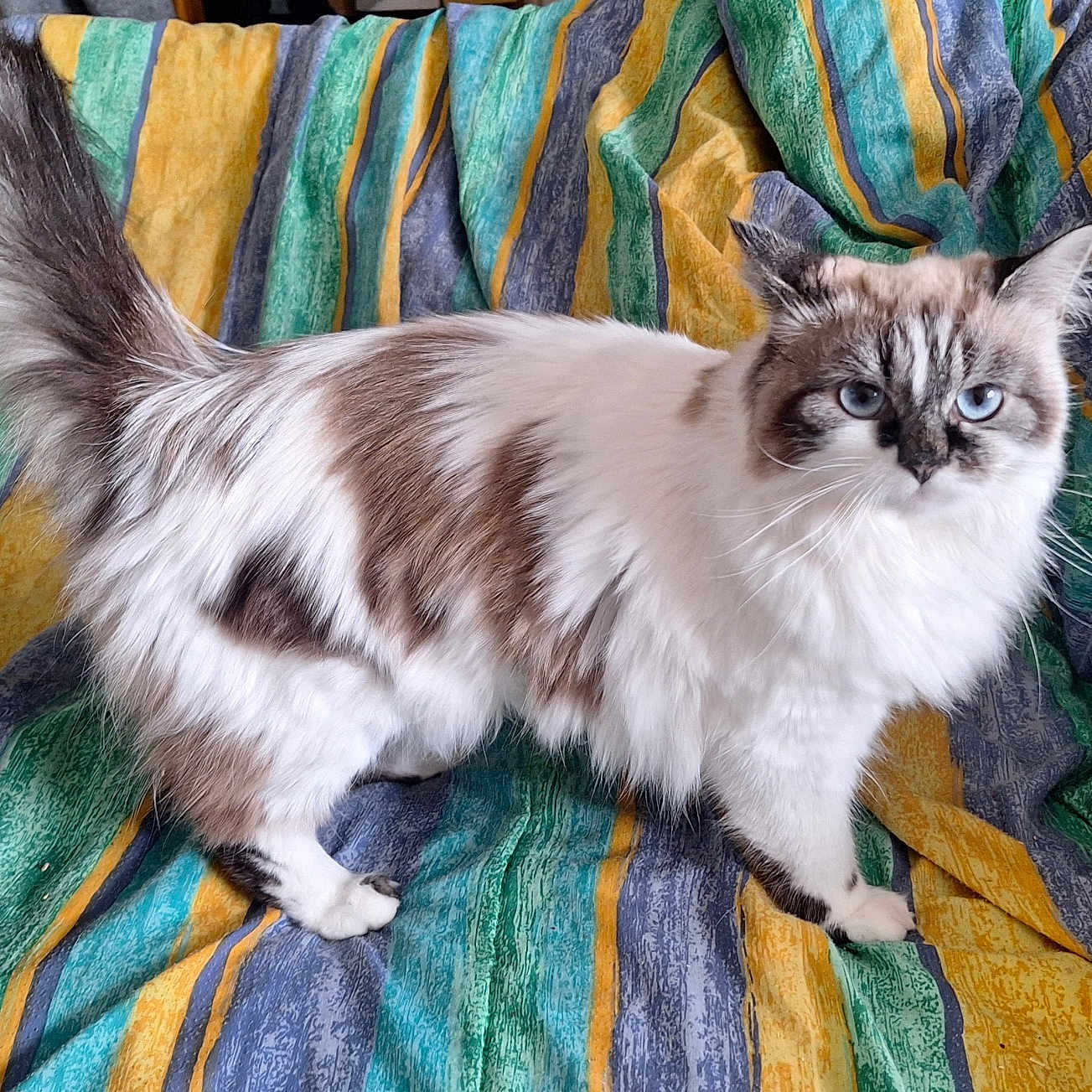 Bella