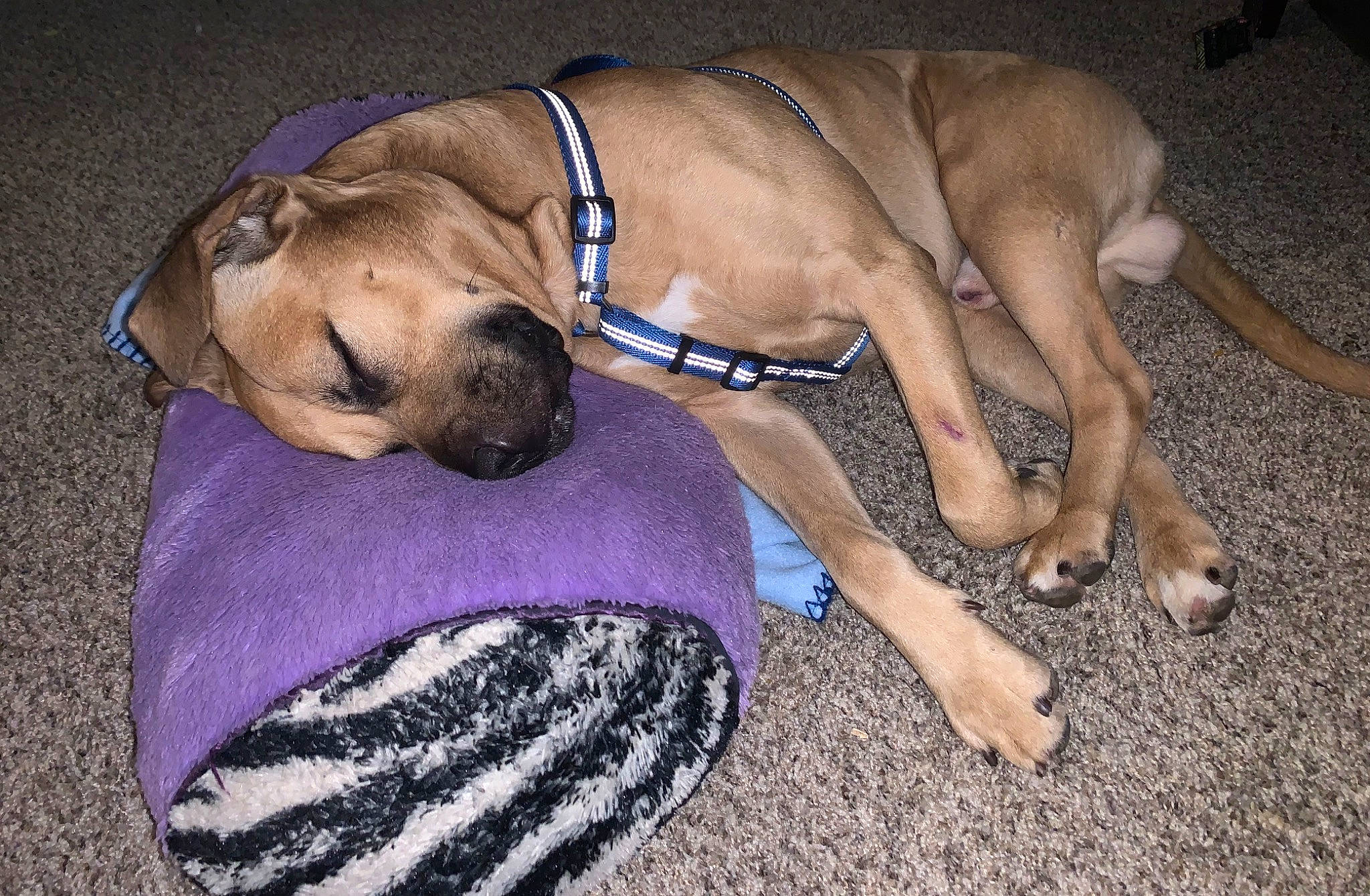 Loki joined the competition — help win amazing prizes! american_mastiff, black_mouth_cur, boerboel, bullmastiff, canidae, carnivore, dog, dog_breed, english_mastiff, fawn, giant_dog_breed, great_dane, guard_dog, mammal, non_sporting_group, perro_de_presa_mallorquin, snout, working_dog