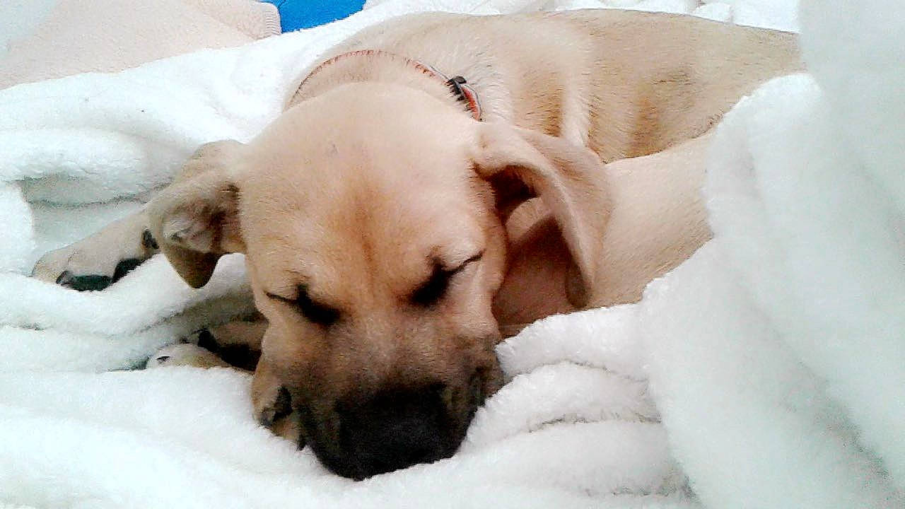 Loki is registered to the contest to win money with this photo: akbash_dog, beagador, canidae, carnivore, companion_dog, dog, dog_breed, fawn, labrador_retriever, mammal, nap, paw, puppy, puppy_love, retriever, snout, snow, sporting_group