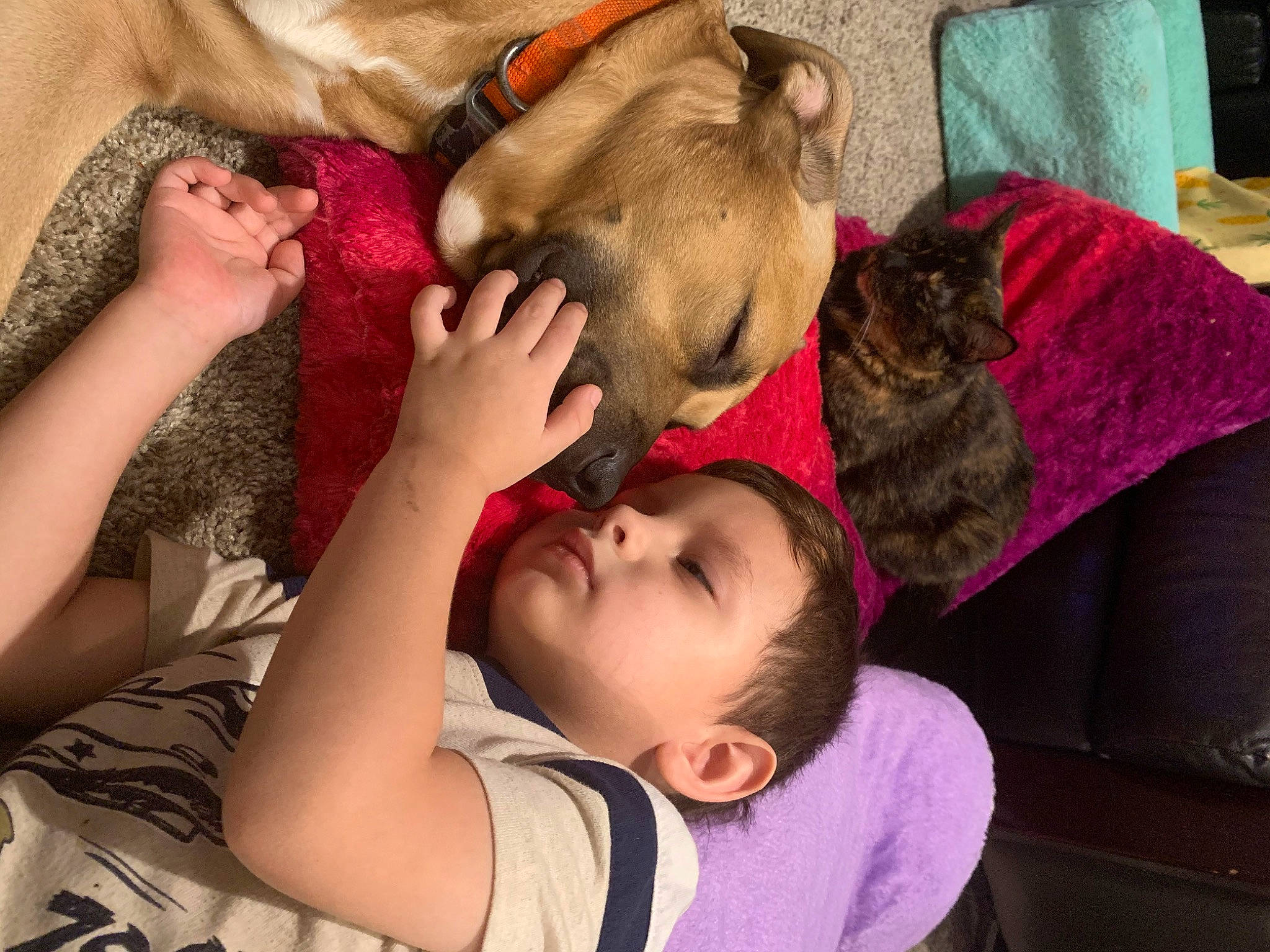 Loki joined the competition — help win amazing prizes! bulldog, canidae, carnivore, child, companion_dog, dog, dog_breed, ear, fawn, french_bulldog, interaction, love, nap, non_sporting_group, pit_bull, play, puppy, puppy_love, sleep, toddler