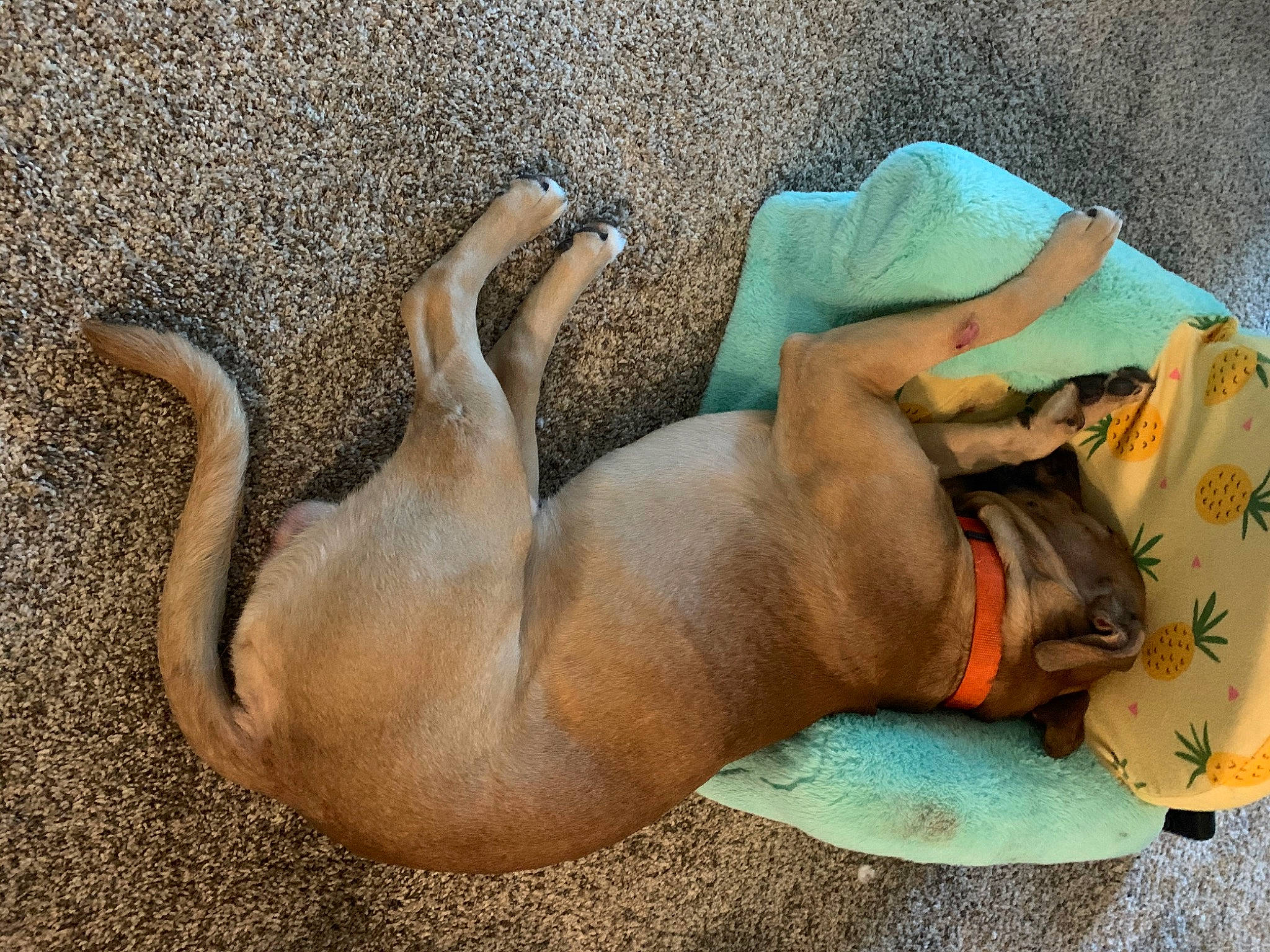 Loki is registered to the contest to win money with this photo: canidae, carnivore, dog, dog_breed, fawn, nap, puppy, rhodesian_ridgeback, snout, sporting_group, tail, vizsla
