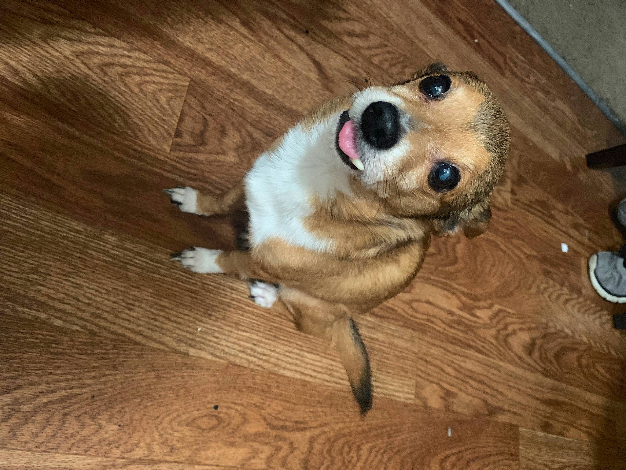 Papi joined the competition — help win amazing prizes! canidae, carnivore, companion_dog, dog, dog_breed, fawn, floor, flooring, hardwood, mammal, pembroke_welsh_corgi, puppy, puppy_love, snout, sporting_group, wood, wood_flooring