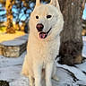 dog, white_dog, sitting, snow, tree, outdoor, sunlight, tongue_out, happy, nature, winter, pet, animal, canine, fur, portrait, daylight, park, cold, background_blur