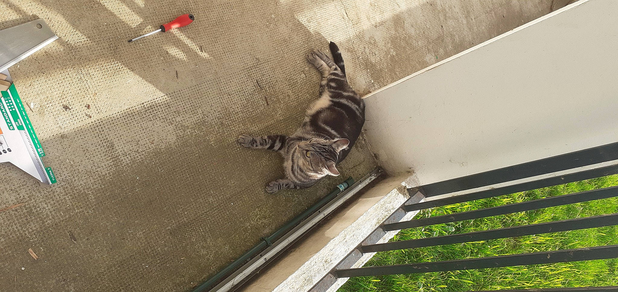 Wilson a rejoint le concours — aidez-le/la à gagner de superbes lots ! ceiling, concrete, daylighting, facade, felidae, flooring, grey, handrail, metal, pattern, roof, shadow, soil, stairs, symmetry, tail, tints_and_shades, wall, wing, wood