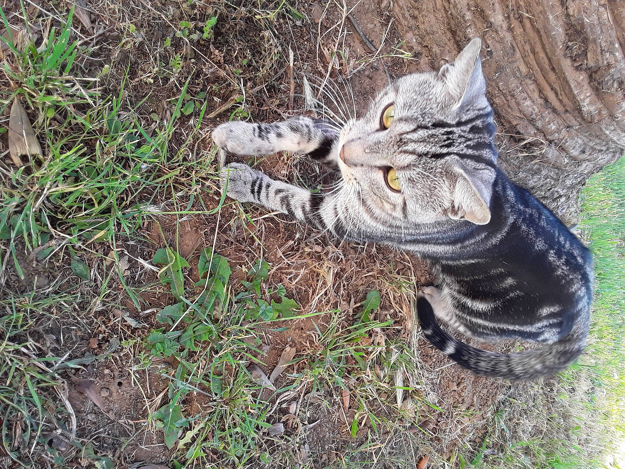 Wilson participe au concours pour gagner de l'argent avec cette photo : carnivore, cat, domestic_short_haired_cat, eye, felidae, fur, grass, groundcover, human_leg, plant, small_to_medium_sized_cats, snout, soil, tail, terrestrial_animal, tree, trunk, whiskers, wildlife, wood