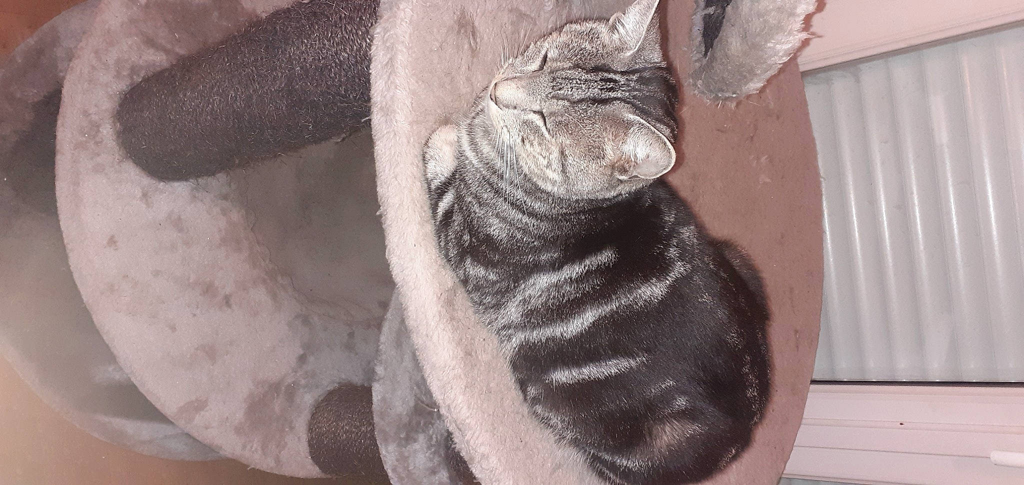 Wilson participe au concours pour gagner de l'argent avec cette photo : carnivore, cat, domestic_short_haired_cat, eye, felidae, foot, fur, gesture, grey, human_leg, outdoor_shoe, paw, small_to_medium_sized_cats, snout, tail, toe, whiskers, window, wood, wrinkle