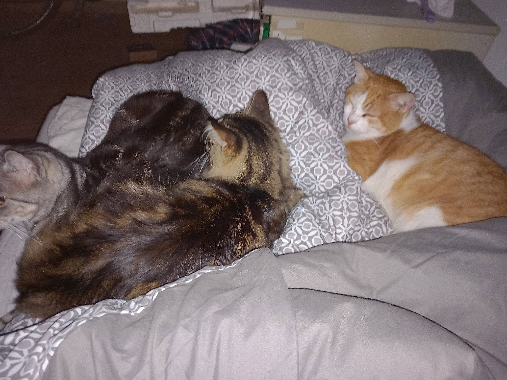 Coco participe au concours pour gagner de l'argent avec cette photo : bed, bedding, brown, canidae, carnivore, cat, comfort, dog_breed, domestic_short_haired_cat, duvet, fawn, felidae, fur, grey, linens, nap, small_to_medium_sized_cats, sporting_group, tail, whiskers