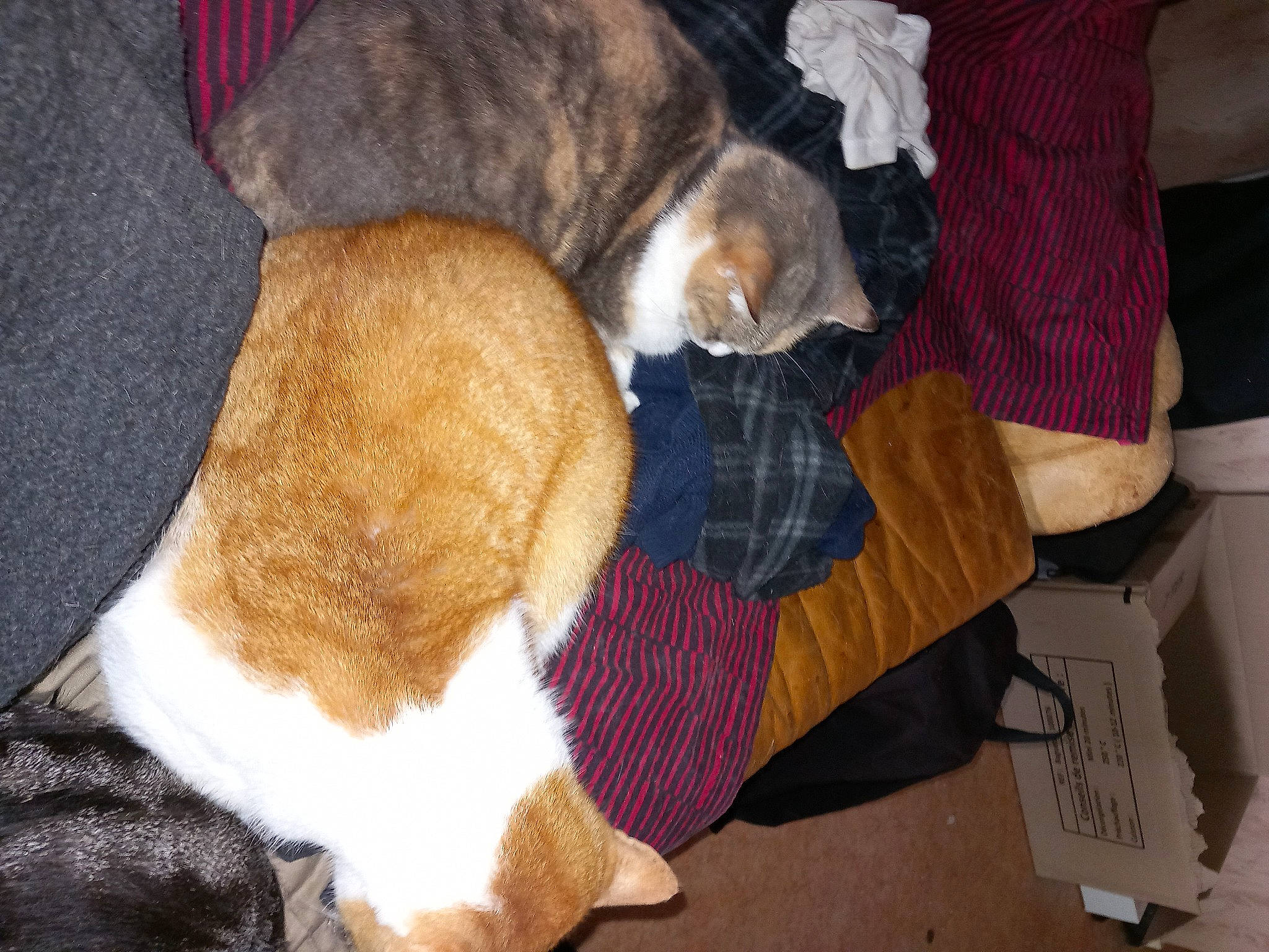 Coco participe au concours pour gagner de l'argent avec cette photo : canidae, carnivore, cat, comfort, companion_dog, dog_breed, domestic_short_haired_cat, fawn, felidae, human_leg, lap, mammal, pet_supply, small_to_medium_sized_cats, snout, sporting_group, tail, vertebrate, whiskers, wood