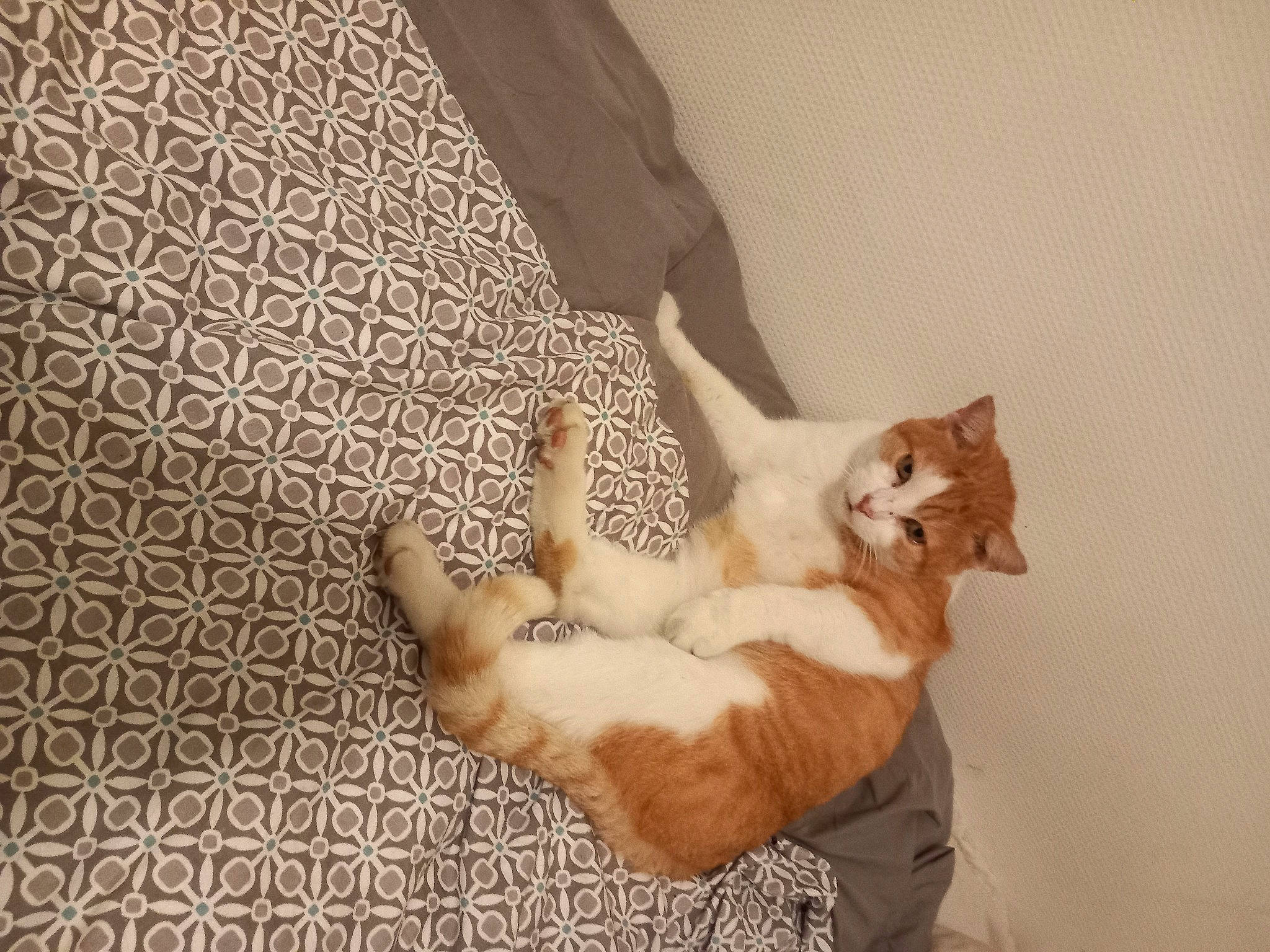 Coco a rejoint le concours — aidez-le/la à gagner de superbes lots ! canidae, carnivore, cat, claw, comfort, domestic_short_haired_cat, fawn, felidae, flooring, foot, fur, hardwood, human_leg, linens, paw, room, small_to_medium_sized_cats, tail, whiskers, wood