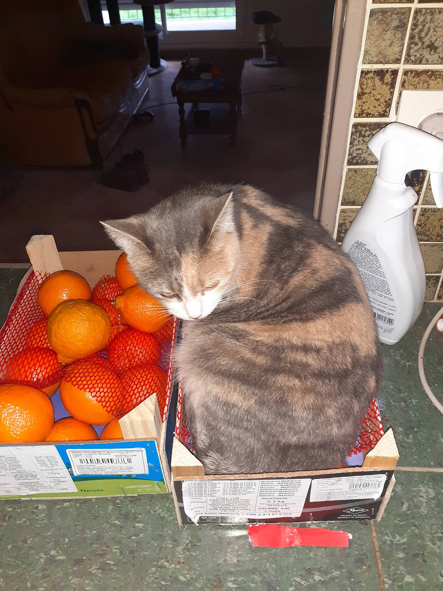 Prunelle participe au concours pour gagner de l'argent avec cette photo : basket, bitter_orange, calamondin, carnivore, cat, clementine, felidae, food, fruit, ingredient, mammal, mandarin_orange, natural_foods, rangpur, small_to_medium_sized_cats, tangerine, valencia_orange, vertebrate, whiskers, window