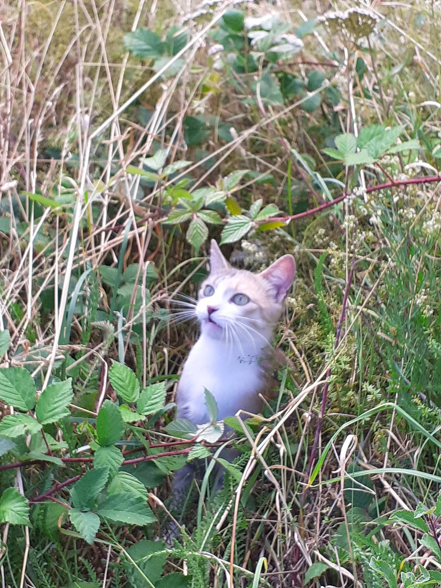 Prunelle a rejoint le concours — aidez-le/la à gagner de superbes lots ! annual_plant, carnivore, cat, domestic_short_haired_cat, fawn, felidae, flowering_plant, grass, groundcover, herb, herbaceous_plant, plant, shrub, small_to_medium_sized_cats, subshrub, tail, terrestrial_animal, terrestrial_plant, whiskers, wildlife