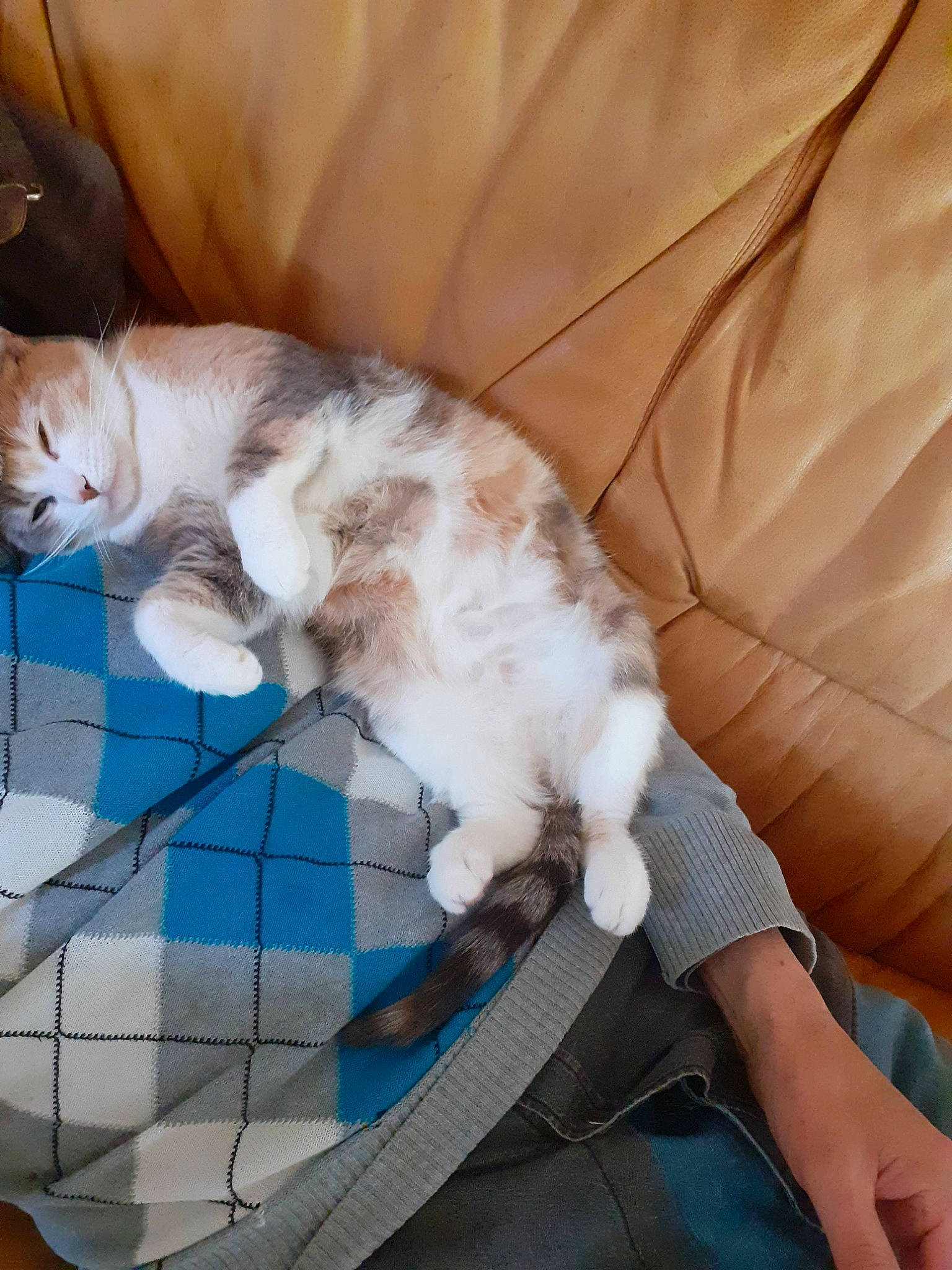 Prunelle participe au concours pour gagner de l'argent avec cette photo : canidae, carnivore, cat, cat_supply, chair, claw, comfort, companion_dog, couch, domestic_short_haired_cat, fawn, felidae, fur, lap, nap, paw, sitting, small_to_medium_sized_cats, tail, whiskers