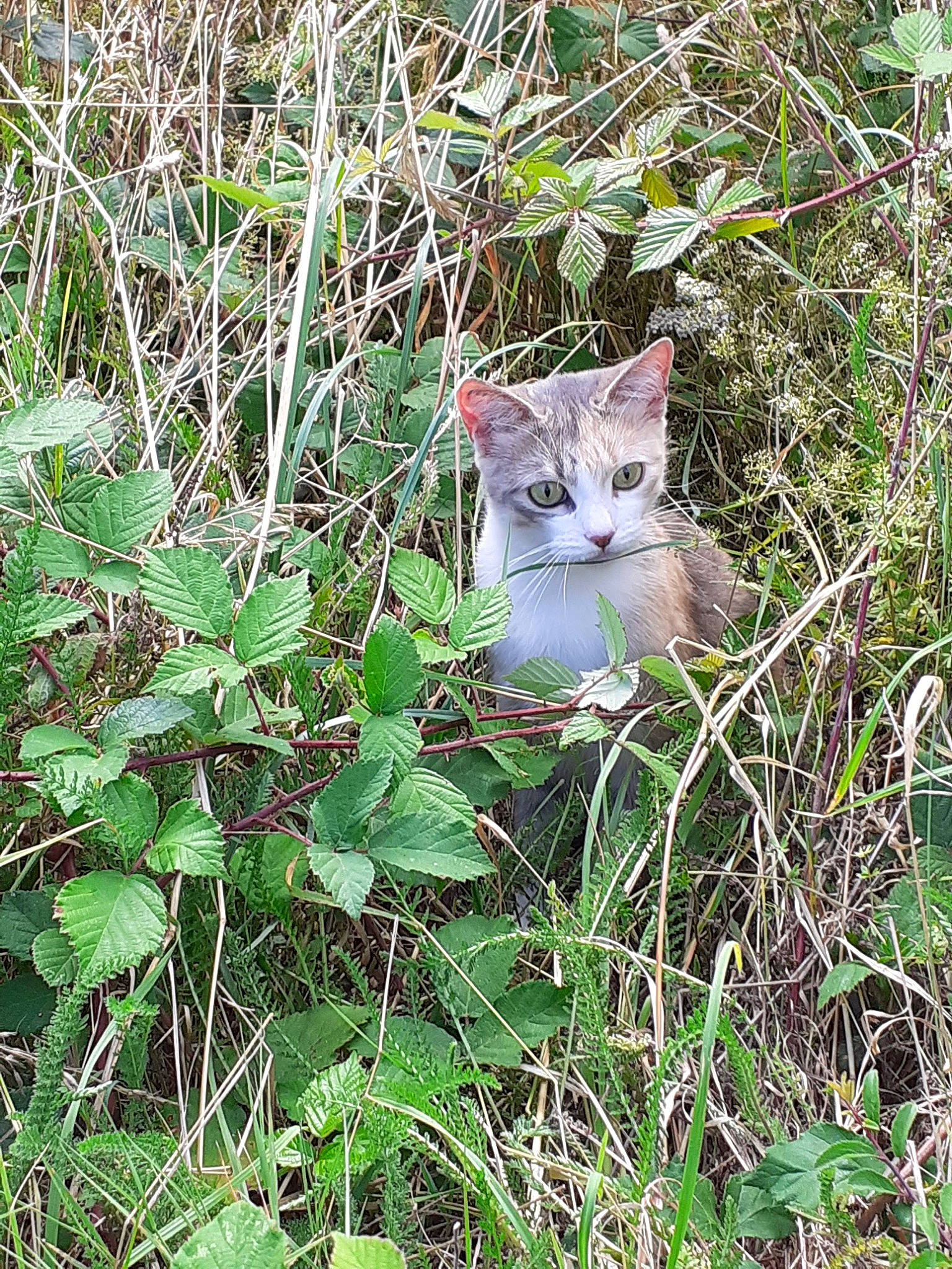 Prunelle a rejoint le concours — aidez-le/la à gagner de superbes lots ! carnivore, cat, domestic_short_haired_cat, fawn, felidae, flowering_plant, fur, grass, groundcover, herb, herbaceous_plant, plant, shrub, small_to_medium_sized_cats, subshrub, tail, terrestrial_animal, terrestrial_plant, whiskers, wildlife