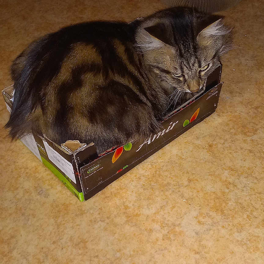 Bella