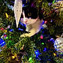 animal, black_and_white, cat, christmas_tree, close_up, colorful_lights, curious, decorations, festive, greenery, holiday_lights, indoor, needle_like_leaves, ornament, paws, pet, playful, seasonal, tree_branch, whiskers