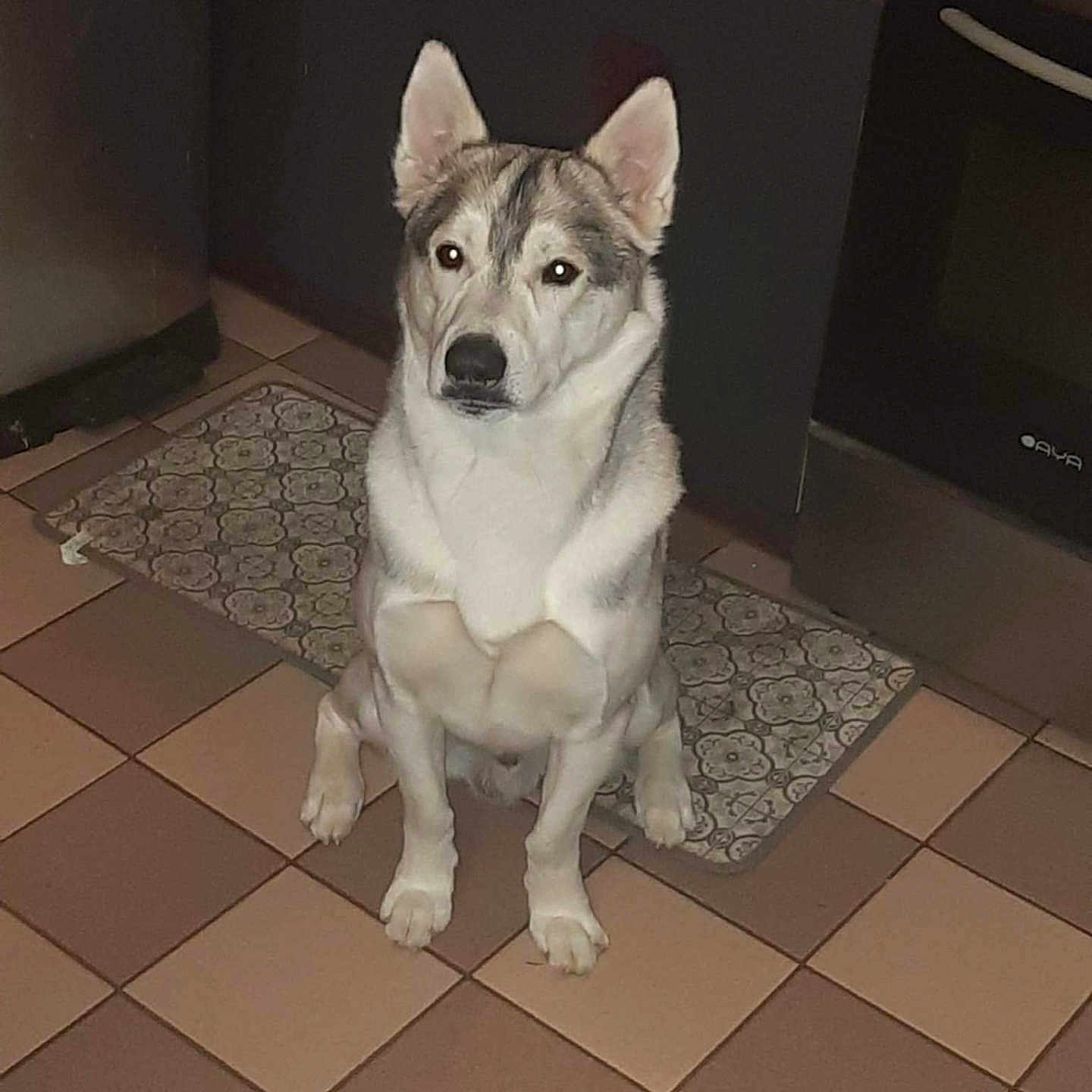 Pouky participe au concours pour gagner de l'argent avec cette photo : animal, canine, dog, eskimodog, herbal, hound, husky, indoors, interiordesign, kitchen, pet, puppy, racket, slate, snout, sport, tennis, tennisracket, tile, whitedog