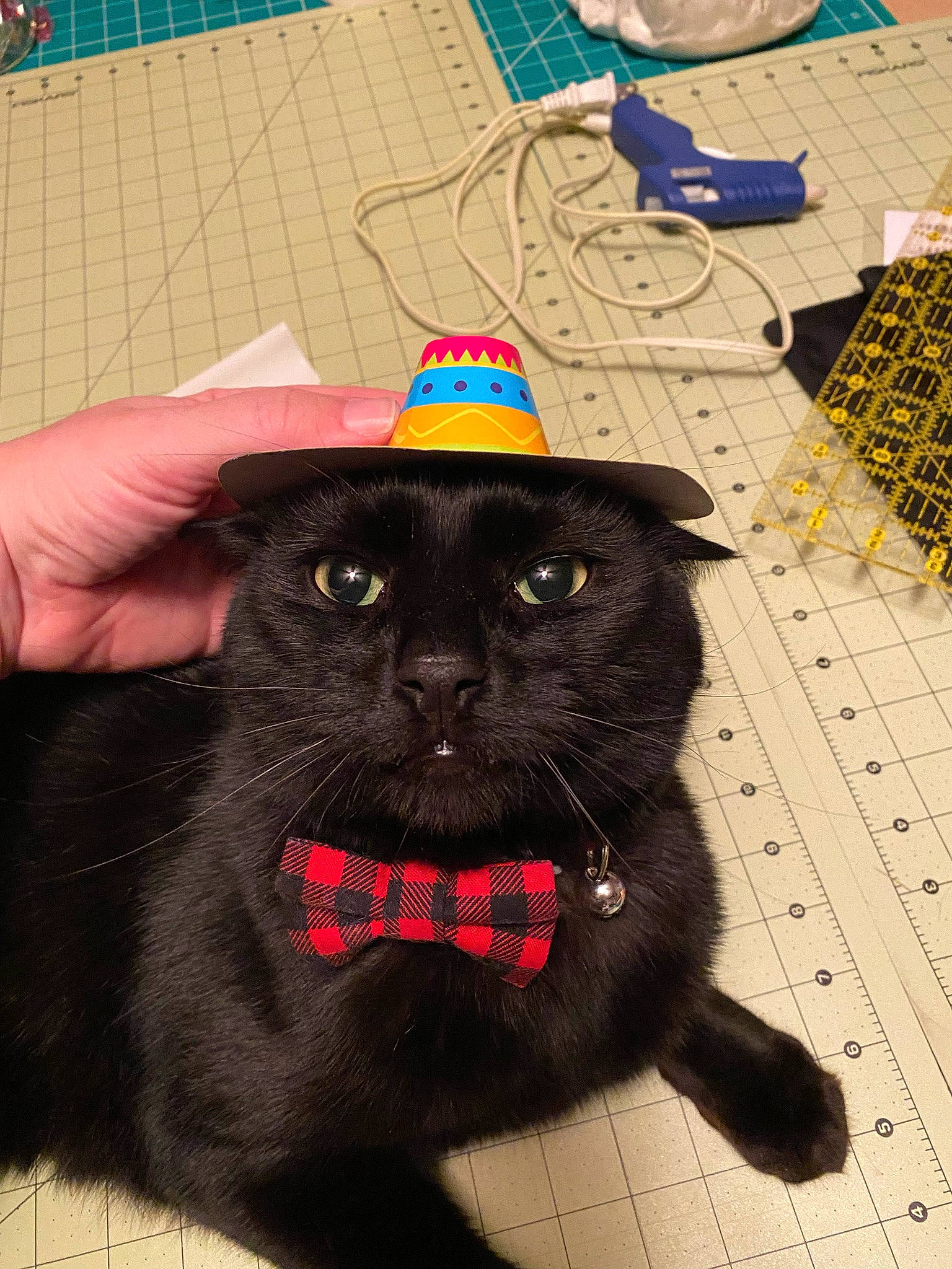 Leonard joined the competition — help win amazing prizes! black_cat, bombay, carnivore, cat, domestic_short_haired_cat, electric_blue, eye, felidae, flooring, fur, pattern, small_to_medium_sized_cats, snout, tail, terrestrial_animal, whiskers