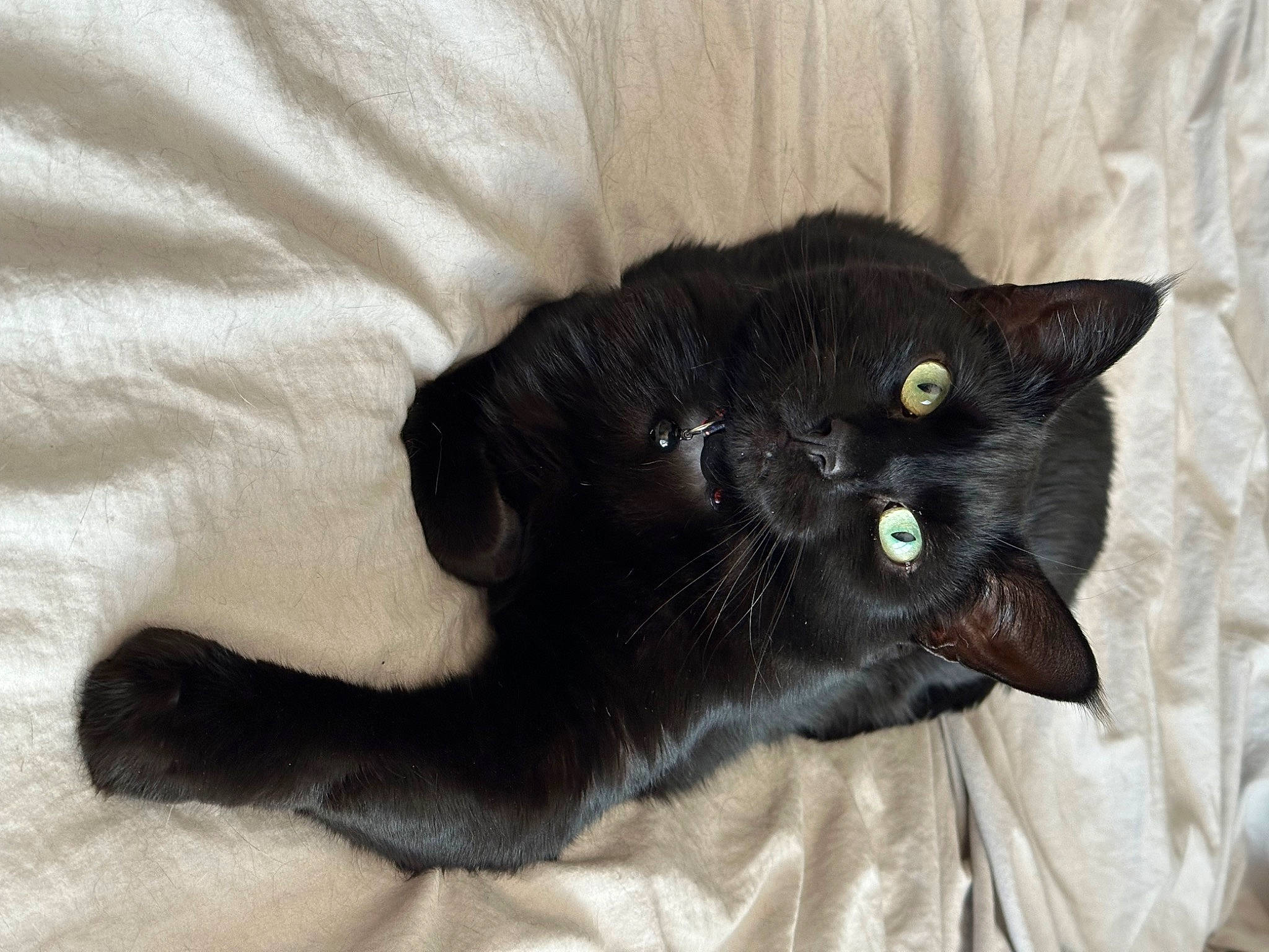 Leonard joined the competition — help win amazing prizes! black_cat, bombay, carnivore, cat, claw, comfort, domestic_short_haired_cat, felidae, fur, small_to_medium_sized_cats, snout, tail, terrestrial_animal, whiskers