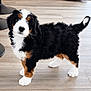 Josey is registered to the contest to win money with this photo: bernese_mountain_dog, black_fur, brown_markings, curtain, cute, dog, eyes, fluffy, hardwood_floor, home_interior, indoor, looking_at_camera, nose, pet, puppy, standing, tail_up, tricolor_fur, whiskers, white_paws