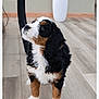 bernese_mountain_dog, black_markings, brown_markings, cute, dog, fluffy, fur, furniture, hardwood_floor, indoor, looking_up, paws, pet, portrait, puppy, sitting, tricolor, vase, whiskers, white_markings