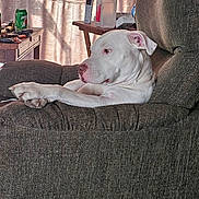 Lily is registered to the contest to win money with this photo: armchair, bottle, canine, cans, clutter, cozy, dog, furniture, home, indoor, light, paws, pet, relaxed, remote_control, shadow, side_view, table, white_dog, wooden_table