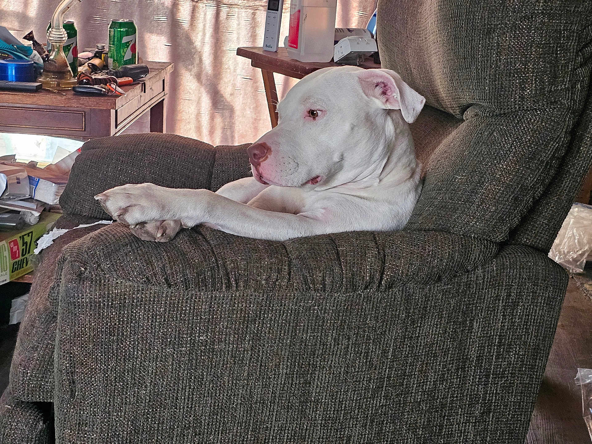 Lily is registered to the contest to win money with this photo: armchair, bottle, canine, cans, clutter, cozy, dog, furniture, home, indoor, light, paws, pet, relaxed, remote_control, shadow, side_view, table, white_dog, wooden_table