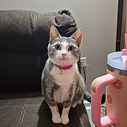 Pebby joined the competition — help win amazing prizes! cat, gray_cat, white_cat, collar, bell, sitting, couch, furniture, indoor, pet, animal, curious, looking_at_camera, mug, pink, floral_pattern, table, handle, domestic_cat, wide_eyes