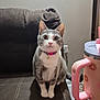 cat, gray_cat, white_cat, collar, bell, sitting, couch, furniture, indoor, pet, animal, curious, looking_at_camera, mug, pink, floral_pattern, table, handle, domestic_cat, wide_eyes