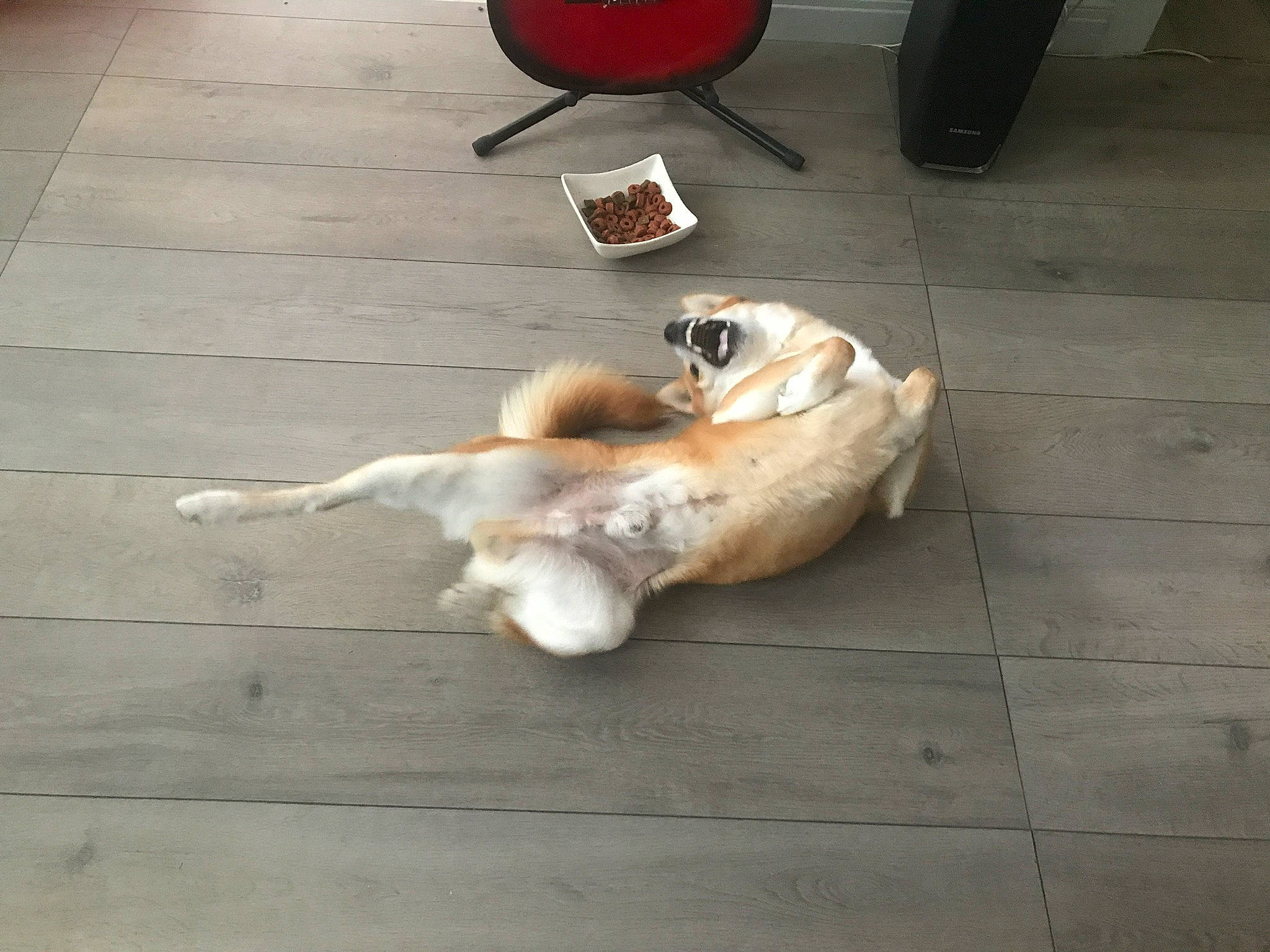 Hatchi participe au concours pour gagner de l'argent avec cette photo : canidae, carnivore, companion_dog, dog, dog_breed, fawn, floor, flooring, paw, sporting_group, street_dog, tail