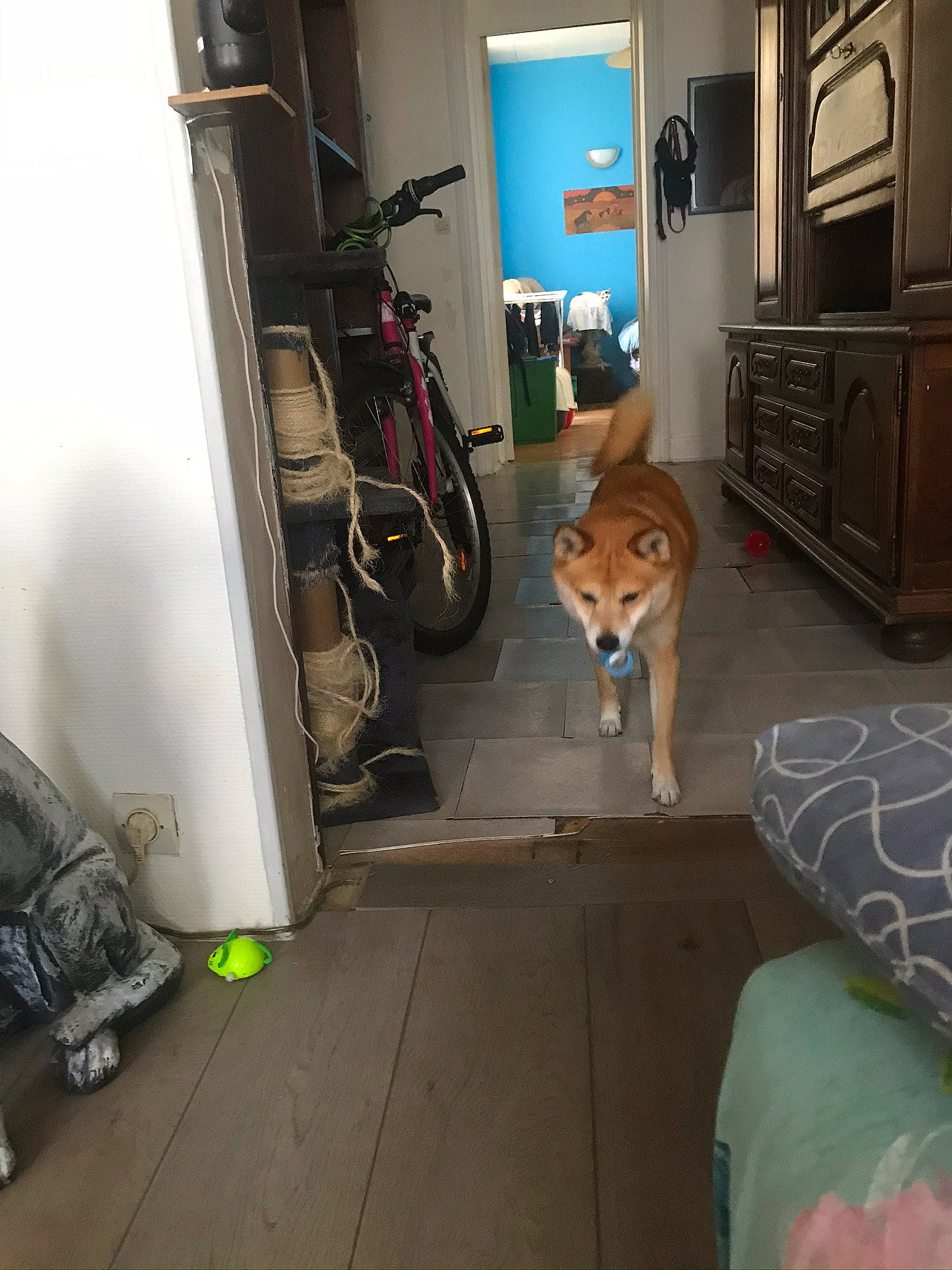 Hatchi a rejoint le concours — aidez-le/la à gagner de superbes lots ! akita, akita_inu, canidae, carnivore, dog, dog_breed, fawn, floor, flooring, non_sporting_group, room, shiba_inu, spitz, wolfdog