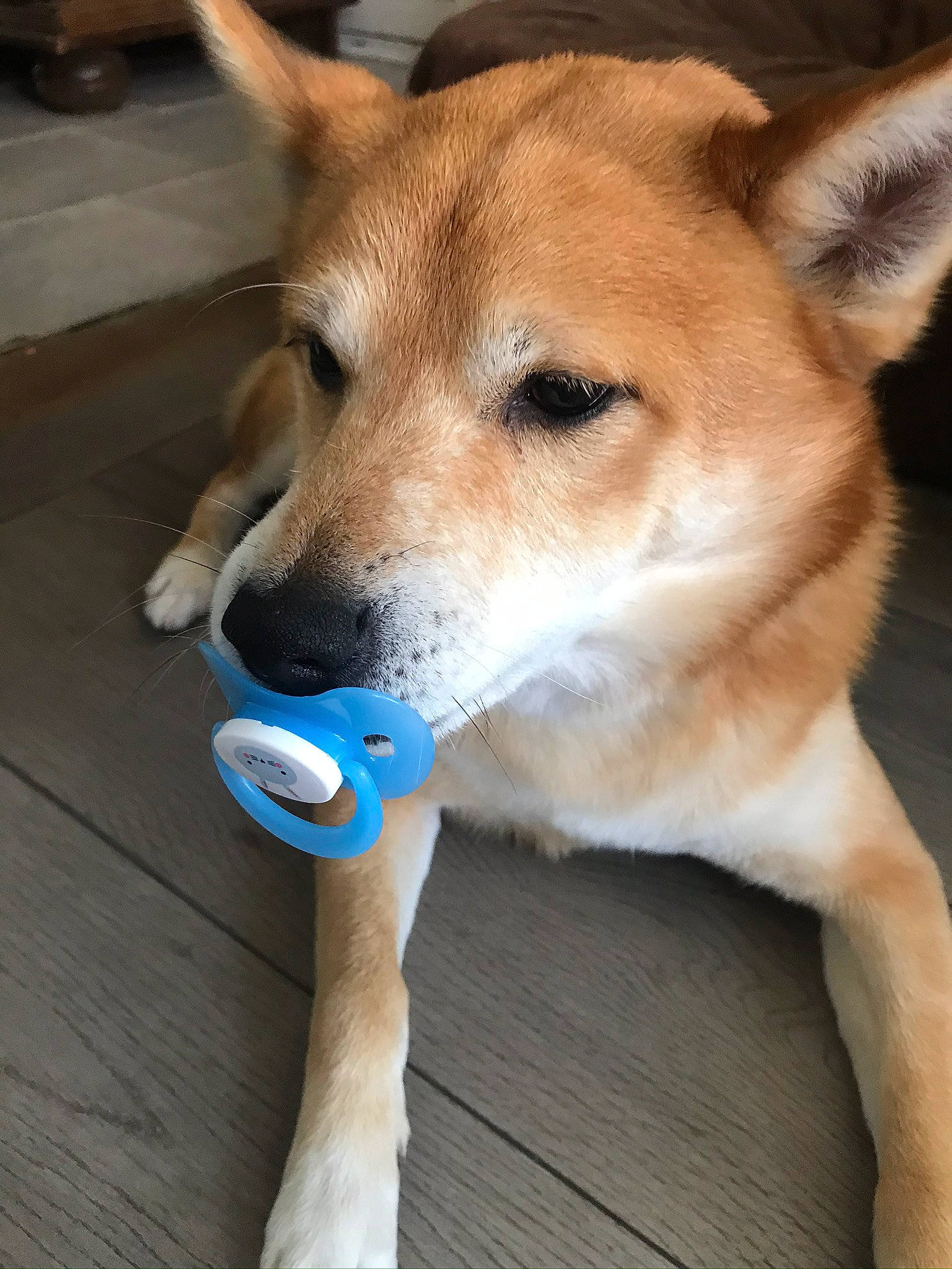 Hatchi participe au concours pour gagner de l'argent avec cette photo : akita, ancient_dog_breeds, canaan_dog, canidae, carnivore, carolina_dog, dingo, dog, dog_breed, fawn, hokkaido, korean_jindo_dog, mammal, new_guinea_singing_dog, non_sporting_group, norwegian_buhund, shiba_inu, shikoku, snout, vertebrate
