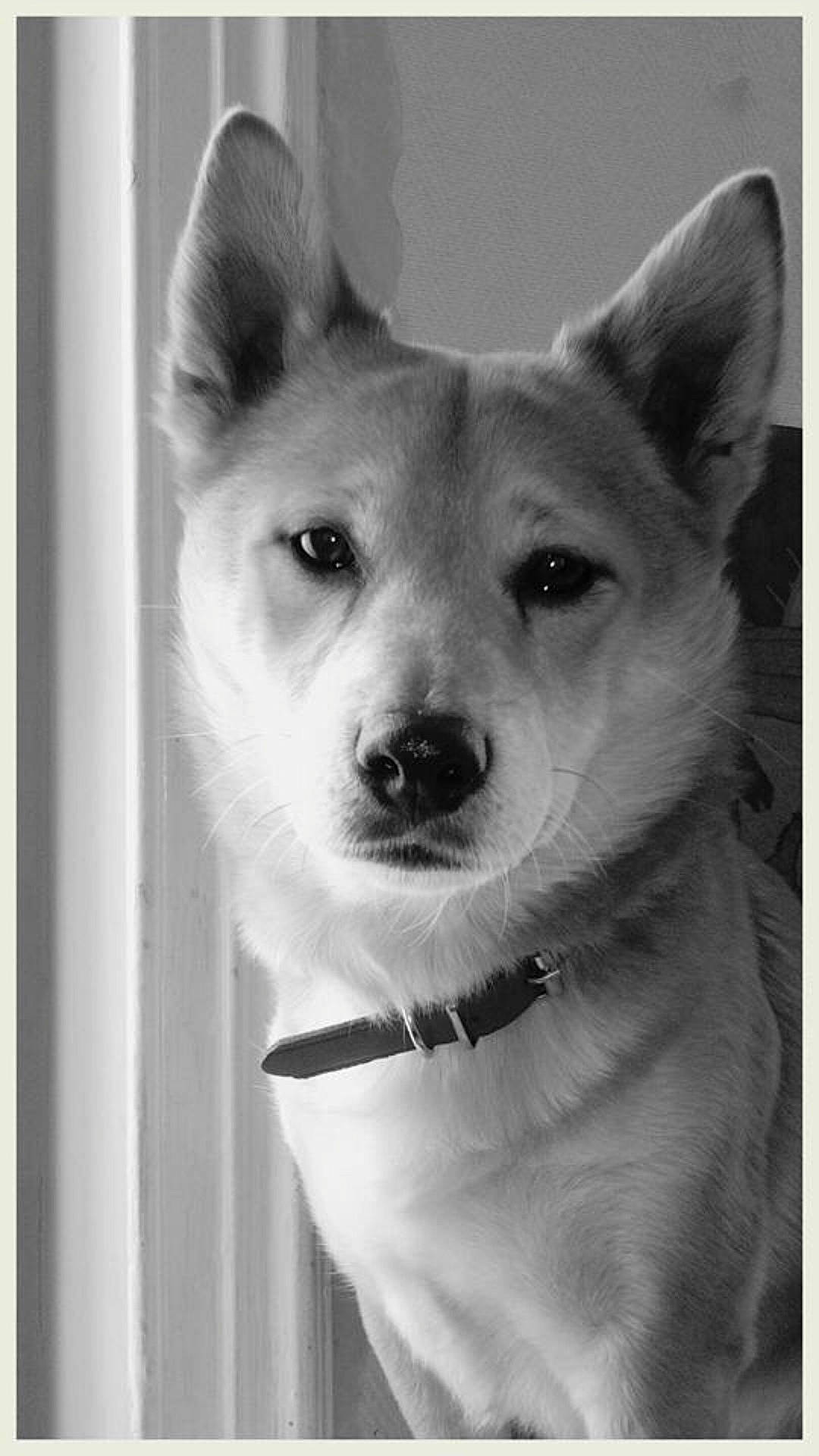 Hatchi participe au concours pour gagner de l'argent avec cette photo : black, black_and_white, canaan_dog, carnivoran, dog, dog_breed, dog_breed_group, dog_like_mammal, korean_jindo_dog, monochrome, monochrome_photography, norwegian_buhund, nose, person, saarloos_wolfdog, sakhalin_husky, seppala_siberian_sleddog, shikoku, siberian_husky, snout