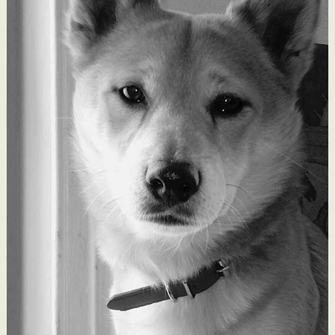 Hatchi