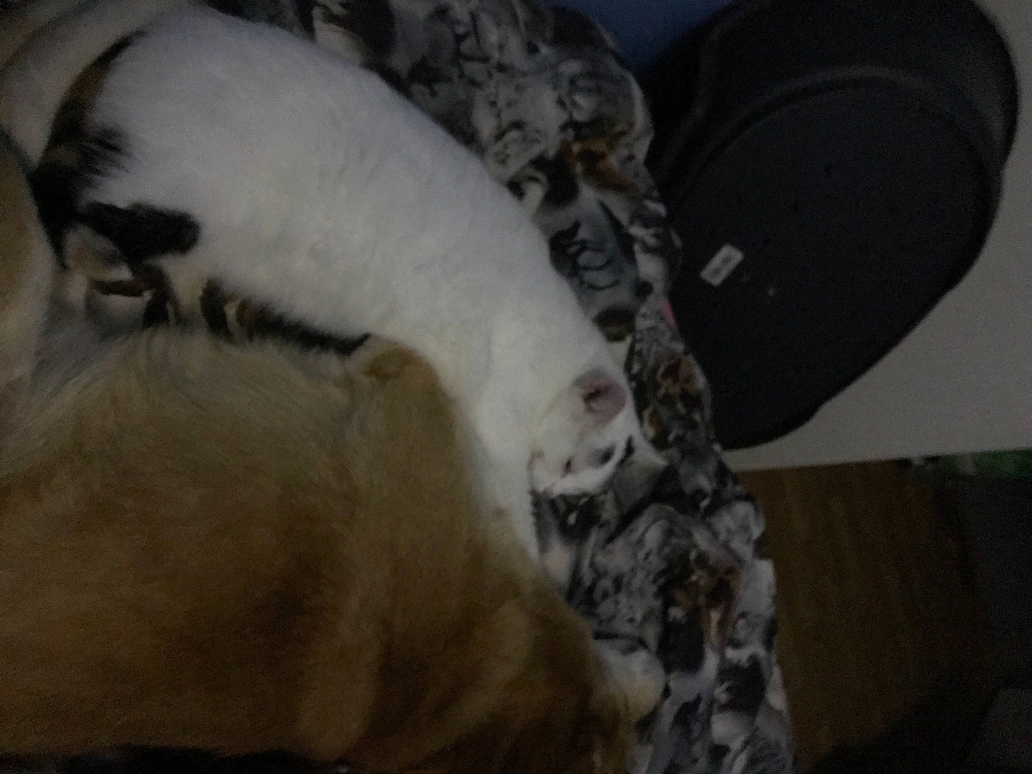 Hatchi a rejoint le concours — aidez-le/la à gagner de superbes lots ! canidae, carnivore, dog, dog_breed, mammal, non_sporting_group, puppy, sporting_group