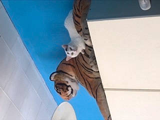 Chipie participe au concours pour gagner de l'argent avec cette photo : acrobatics, cat, felidae, kitten, leg, performance, trousers