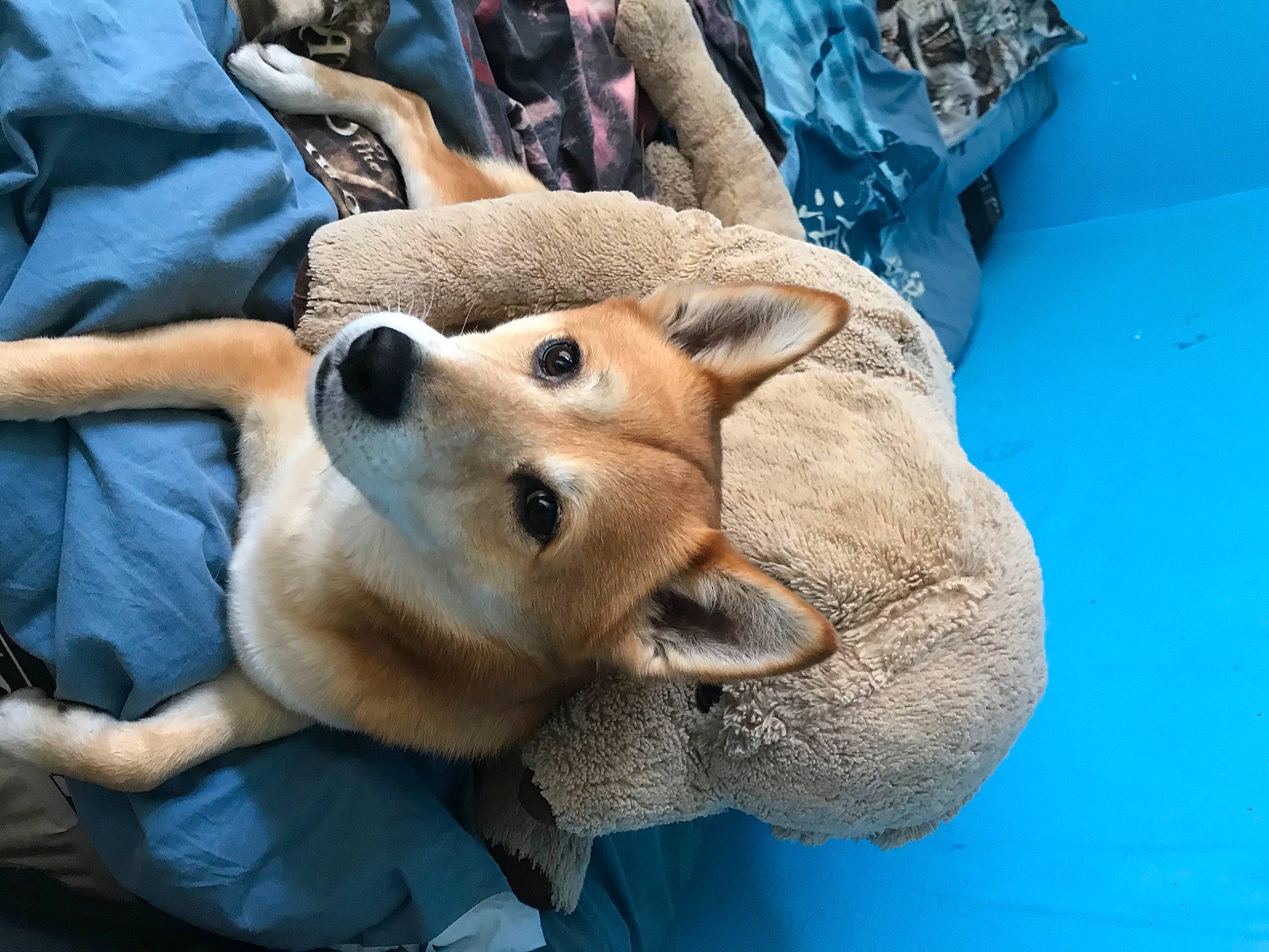 Hatchi a rejoint le concours — aidez-le/la à gagner de superbes lots ! ancient_dog_breeds, canidae, carnivore, companion_dog, dog, dog_breed, fawn, mammal, non_sporting_group, pembroke_welsh_corgi, shiba_inu, snout, sporting_group, street_dog