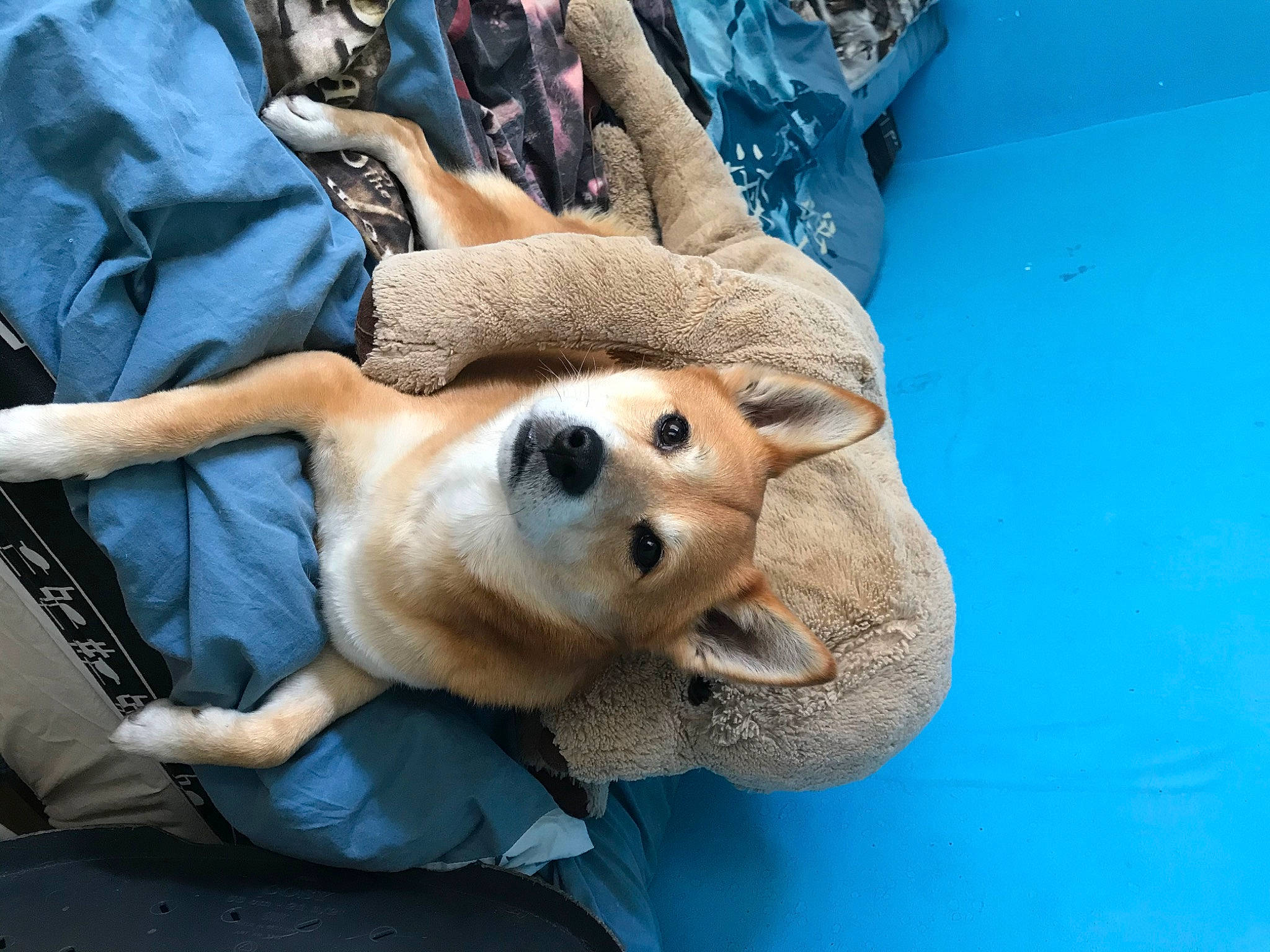 Hatchi a rejoint le concours — aidez-le/la à gagner de superbes lots ! canidae, carnivore, companion_dog, dog, dog_breed, fawn, mammal, non_sporting_group, shiba_inu, snout, sporting_group