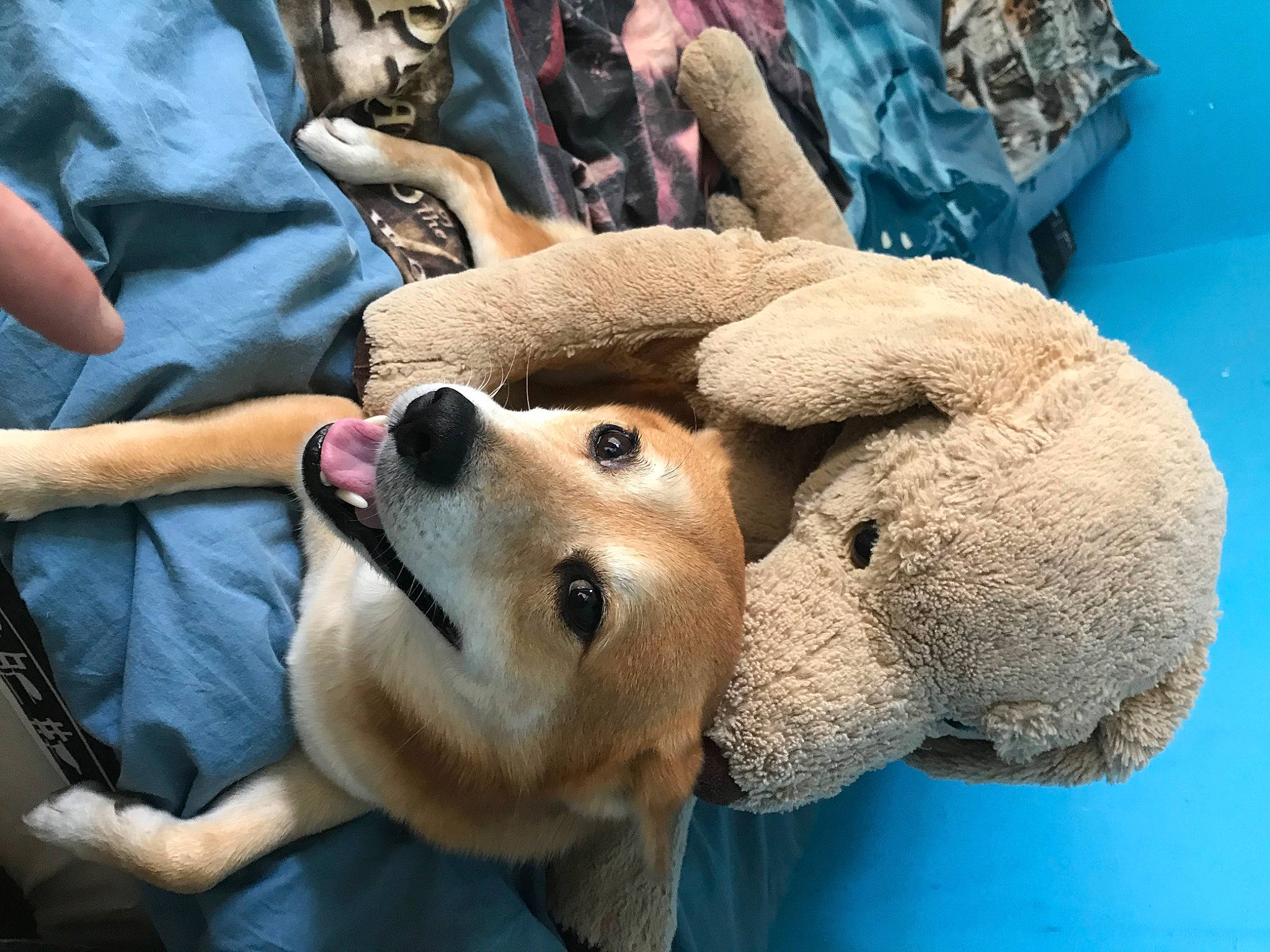 Hatchi participe au concours pour gagner de l'argent avec cette photo : canidae, carnivore, companion_dog, dog, dog_breed, fawn, mammal, puppy_love, snout, sporting_group, vertebrate