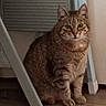 cat, tabby_cat, green_eyes, sitting, indoor, floor, chair_leg, furniture, pet, animal, looking, calm, beige_wall, close_up, domestic_cat, mammal, whiskers, striped, portrait, feline