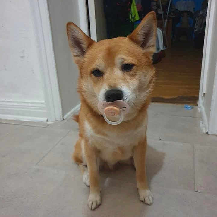Hatchi